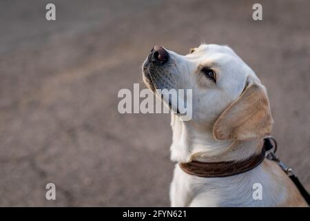Nahaufnahme eines Hundes, Labrador Retriever. Stockfoto