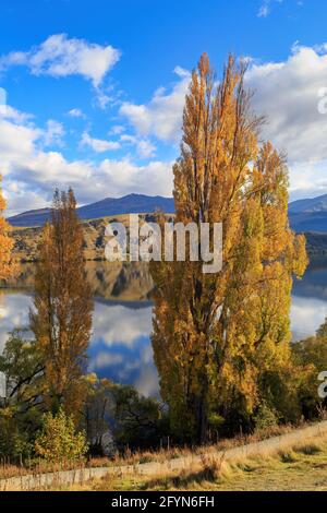 Herbstpappel wächst am Ufer des Lake Hayes auf der Südinsel Neuseelands Stockfoto