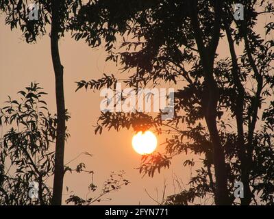 Goldene Sonne versteckt hinter den Silhouetten der Bäume Stockfoto