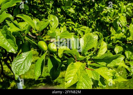 Unripe plum fruits on the branch in spring. Stockfoto