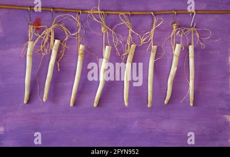 Frischer weißer Spargel, der auf violettem Hintergrund hängt, neue Spargelsaison im Frühling und Sommer, guter Kopierraum Stockfoto