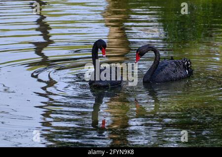 Jäten Des Teichs Stockfoto