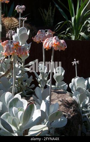 Sydney Australia, Stiele mit orangen Blüten einer Cotyledon orbiculata oder Schweinehohrpflanze Stockfoto