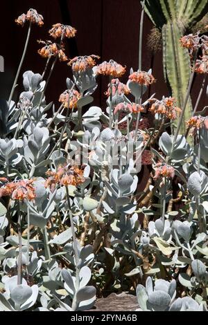 Sydney Australia, Cotyledon orbiculata oder Schweinohrpflanze mit Stielen oranger Blüten Stockfoto