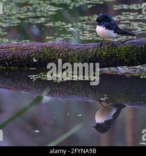 Willie Wagtail Zwei Für Einen Deal Stockfoto