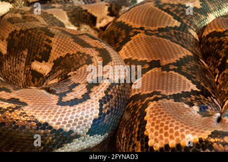 Sydney Australien, Nahaufnahme der Haut eines Malayopython reticulatus oder Netzpython, der längsten Schlange der Welt Stockfoto