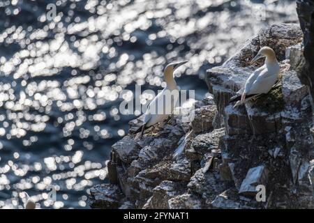 Northern Gannets, Morus bassanus, AT, die Brutkolonie des ökologischen Reservats von Cape St. Mary, Neufundland, Kanada Stockfoto