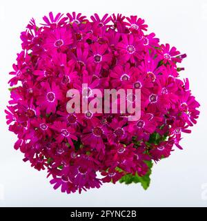 Rosafarbene Blüten von Cineraria mit Blättern, die in einem Topf blühen Stockfoto