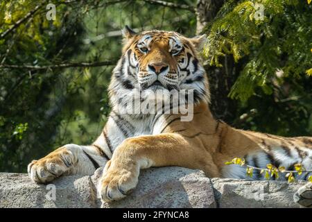 Der Tiger ist die größte lebende Katzenart und gehört zur Gattung Panthera. Auf dem Foto der Tiger im Zoo Zürich, Schweiz Stockfoto