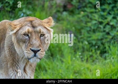 Weiblicher asiatischer Löwe ist eine Panthera-löwe-Population, die überlebt Heute nur noch in Indien Stockfoto