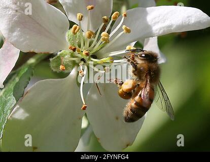 Berlin, Deutschland. Mai 2021. Eine Honigbiene mit prallen Pollenbechern sitzt auf der Blüte eines Apfelbaums, sammelt Nektar und bestäubt die Blüten. Quelle: Wolfgang Kumm/dpa/Alamy Live News Stockfoto