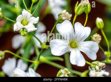 Weiße Cosmos-Blumen blühen im Frühlingsgarten Stockfoto