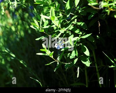 Die kleinen blauen Blüten auf den Büschen, im Sommer Stockfoto