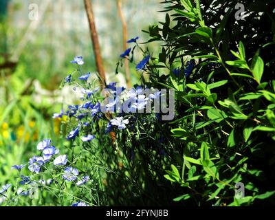 Die kleinen blauen Blüten auf den Büschen, im Sommer Stockfoto