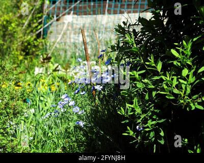 Die kleinen blauen Blüten auf den Büschen, im Sommer Stockfoto