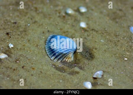 Kakerlaken am Strand bei Ebbe. Stockfoto