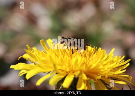 Biene auf Löwenzahn Stockfoto