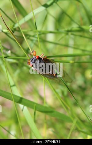 17-Jährige Zeitschrift Cicada Stockfoto