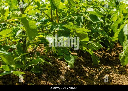 Gesunde junge Kartoffelpflanzen in einem Bio-Garten. Stockfoto