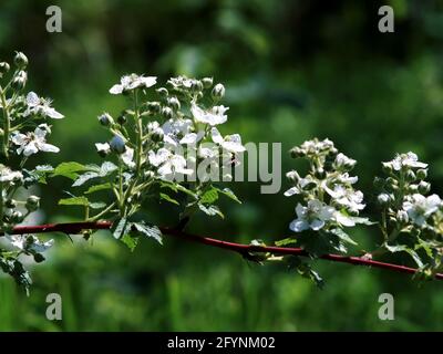 himbeerblüten auf den Zweigen im Garten, im Sommer Stockfoto