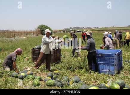 (210529) -- GAZA, 29. Mai 2021 (Xinhua) -- Palästinenser ernten Wassermelonen auf einem Feld in der Stadt Beit Hanoun im nördlichen Gazastreifen, 29. Mai 2021. (Foto von Rizek Abdeljawad/Xinhua) Stockfoto