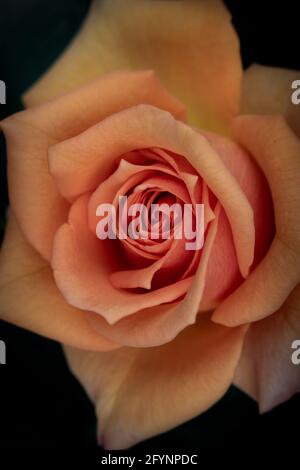 Nahaufnahme einer orangefarbenen Rose in voller Blüte, die den Rahmen füllt. Makrofotografie von Blumen mit verschwommener Vignette und vertikaler Ausrichtung Stockfoto