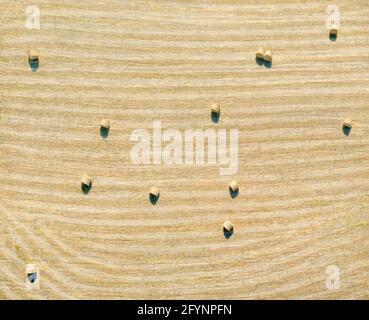 Heuballen auf einem Feld aus gelbem, trockenem Gras mit Streifen. Natürliches Muster, Luftaufnahme direkt darüber Stockfoto