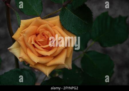 Orangefarbene Rose mit Wassertropfen auf den Blütenblättern, umgeben von feuchten Blättern auf einem dunklen, verschwommenen Hintergrund. Blumenfoto mit launischen Tönen nach Regen aufgenommen Stockfoto