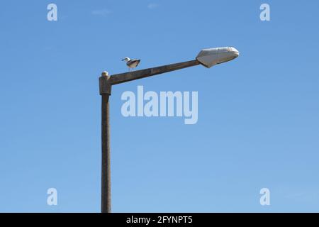 Straßenlaterner mit einer Möwe, die oben über dem leeren blauen Himmel steht. Foto aufgenommen am Quiaios Beach in Portugal. Platz für Text Stockfoto