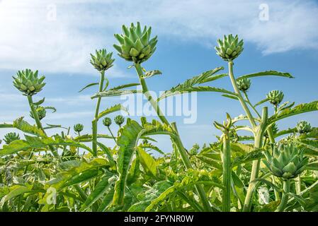 Grüne Artischocken wachsen auf einem Feld gegen den blauen Himmel auf Hintergrund Stockfoto