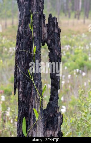 Verbrannte Überreste von Langblatt-Kiefer (Pinus palustris, Golf-Küstenebene, USA, von James D. Coppinger/Dembinsky Photo Assoc Stockfoto