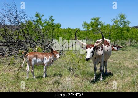 Texas Longhorn, Bauernhof oder Ranch, in der Nähe von Fredericksburg, TX, USA, Von James D. Coppinger/Dembinsky Photo Assoc Stockfoto