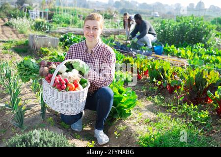 Positive Bäuerin hält an einem warmen Frühlingstag einen Korbkorb voll frisch geerntetem Gemüse auf einem Farmfeld Stockfoto