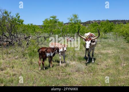 Texas Longhorn, Bauernhof oder Ranch, in der Nähe von Fredericksburg, TX, USA, Von James D. Coppinger/Dembinsky Photo Assoc Stockfoto