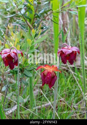 Blumen der Papageienpflanze (Sarracenia psittacia), Sickermoor, FL, USA, von James D. Coppinger/Dembinsky Photo Assoc Stockfoto