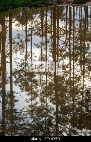 Reflection of Longleaf Pine Forest in Flooded Forest Road, Florida, USA, von James D. Coppinger/Dembinsky Photo Assoc Stockfoto