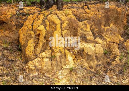 Waldstraßenschnitt, der natürliche Sedimente aus Sand und Lehm freilegt, Teil des Tifton Upland Distrikts, North Central Florida, USA, von James D. Coppinger/dem Stockfoto