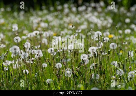 Dandelion mit weißen Samen auf dem Rasen Stockfoto