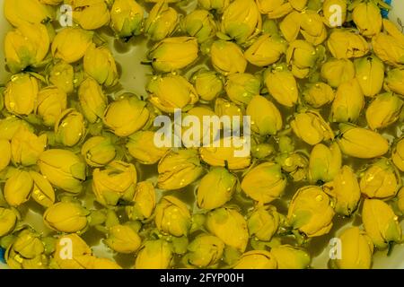 Ein Bund von Indian-Laburnum oder Golden Dusche gelbe Blume auf Klares Wasser Stockfoto