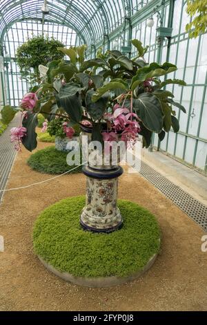 Brüssel, Belgien, 28. Mai 2021: Medinilla magnifica ist eine Art tropischer Pflanzen der Gattung Medinillaea aus der Familie der Melastomataceae. Stockfoto