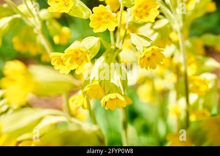 Primeln in Blüte, Frühling Stockfoto