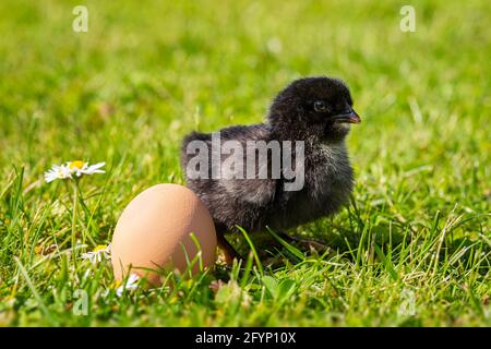 Junges schwarzes Huhn auf Gras mit einem Ei Stockfoto