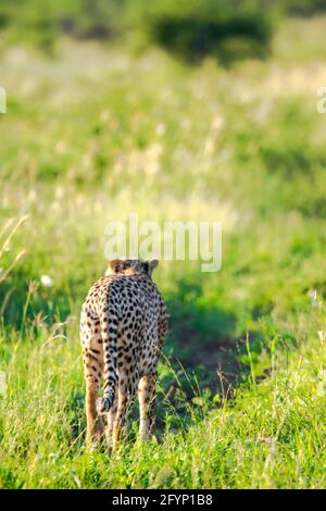 Eines der schnellsten Tiere der Welt, der Gepard. Ein männlicher Gepard genießt seine Zeit in der Sonne und schlendert durch das wilde und lange Gras. Stockfoto