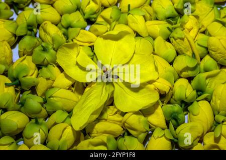 Indian-Laburnum oder Golden Shower Tree, der allgemein als Golden Shower, Purging Cassia oder Pudding-Pipe Baum bekannt ist, ist eine blühende Pflanze in der Unterfamilie Stockfoto