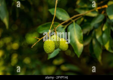 Litchi oder lichi, ein immergrüner Baum und Lychee ist das einzige Mitglied der Gattung Litchi in der Familie der soapberry sweet fruits 000000000000 Stockfoto