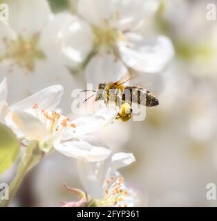 Makro einer Biene, die zu einer weißen Apfelblüte fliegt Stockfoto