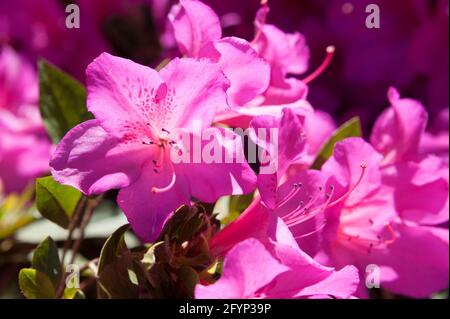 Leuchtend rosa blühende Azaleen auf dem Georgia Tech Campus in der Innenstadt von Atlanta, Georgia. (USA) Stockfoto