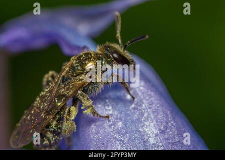 Biene mit Pollenkörnern bedeckt auf einer Bluebellblume in einem britischen Garten Stockfoto