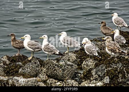 Und Die Menge Juchet! - einige Möwen auf den Felsen bei Neah Bay Stockfoto
