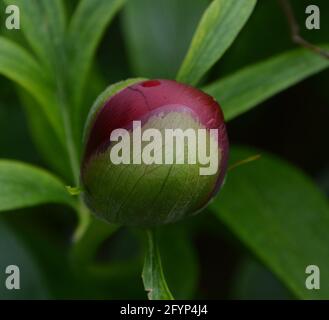 Paeonia Officinalis Rubra Plena, Alte Rosen, rein schöner und friedlicher Blumenraum Stockfoto